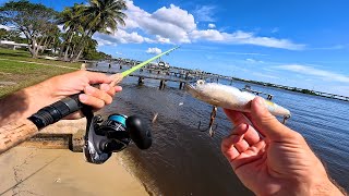 Multi-Species All DAY Fishing!! Tripletail, Big Jack Crevalle, Redfish and more!!! by FishAholic Fishing 24,395 views 1 month ago 27 minutes