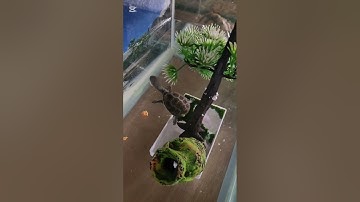 Cách cho rùa cổ rắn baby ăn cám tại Ú Ù P. S CPC