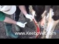 Surgery solution of abscess in dairy cow watch how veterinarian doctor helps