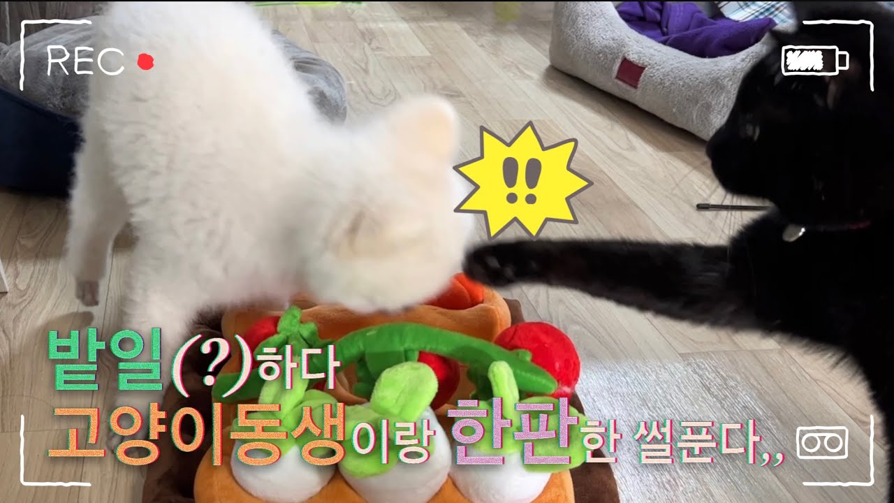 강아지처럼 노는 고양이동생 때문에 피곤한 댕댕이형아🐶 애견노즈워크하는개냥이🐈‍⬛