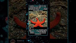 ALIEN VAMPIRE! 🕷️⭐ Giant Sea Spider Attacks Starfish in the Deep Abyss!#SeaSpider #WildlifeAction
