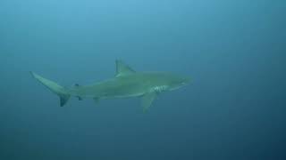 A galapagos shark diving April 2026 in Socorro