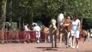 NIVELLES - Foire Agricole 2009 - Concours de chevaux de race Haflinger