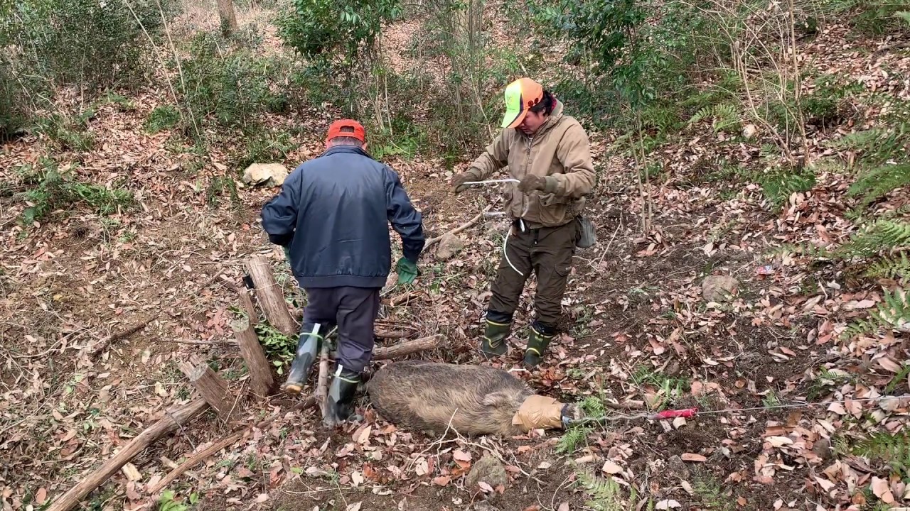 猪メス80K生け捕り