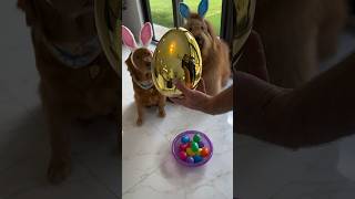High stakes Easter egg hunt dog challenge! #goldendoodle #goldenretriever #easter #dogchallenge