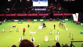 Colchester dog agility small dog team semi final