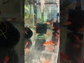 Feeding the Comets...aka Goldfish