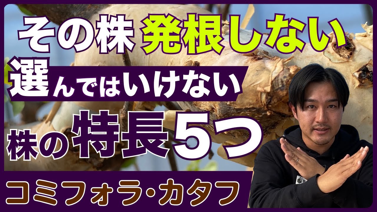 コミフォラ カタフ】成功は株選びの段階で決まっている【発根管理