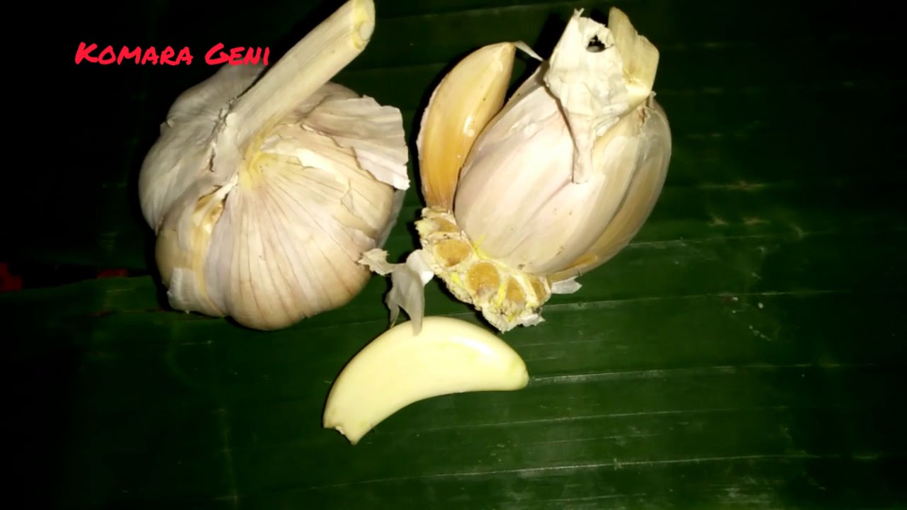 Bawang Putih Obat Sakit Gigi 