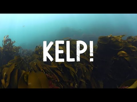 KELP! by Caylon La Mantia