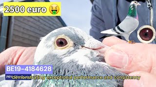 Elite Pigeon Auction: Son of Prince Porsche x Anne 628 | Top Class Bloodline in Focus!