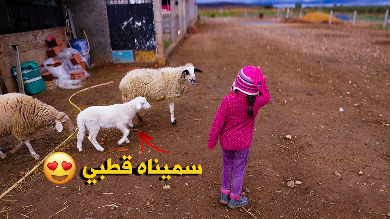 التقدم نحو الهدف و شراء نعجة جديدة للمزرعة