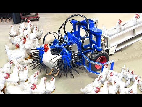 Broiler Farming Technology - Catching Chicken By Machine - Million Dollars  Poultry Processing Line 