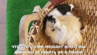 Морские свинки-звуки морских свинок. Что они означают? Морские свинки-звуки морских свинок. Что они означают?
