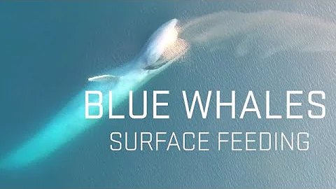 Blue Whales Surface Feeding