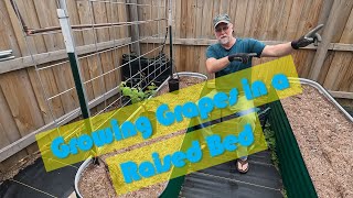 Growing Grapes in a Raised Bed