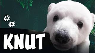 Knut: A Little Polar Bear's Adventures (English Version)