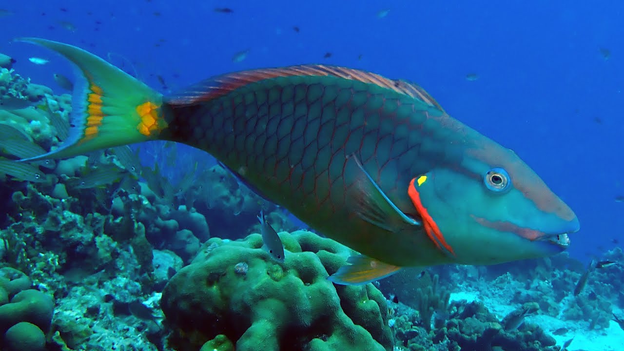 The Stoplight Parrotfish Transformation