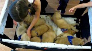 Ozark Doodles puppies at play