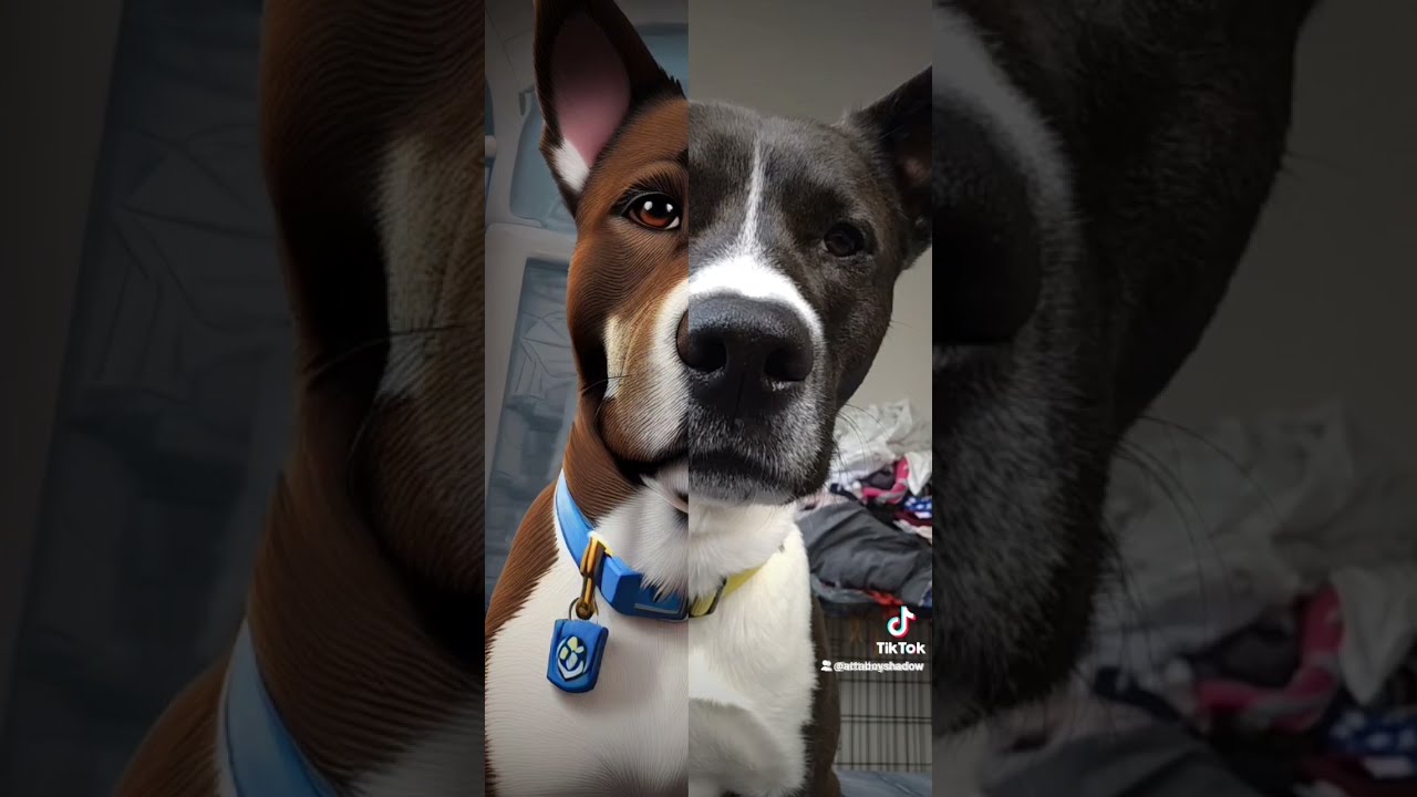 What a handsome rescue pup 😊 