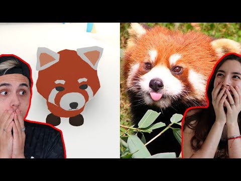 Mascotas De Adopt Me Roblox Vs La Vida Real Youtube - youtube lyna roblox adopt me