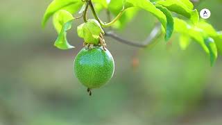 Allansa Holding Company Profile