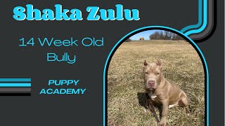 Shaka Zulu 14 Week Old Pit Bull Overwatch K9 Puppy Academy Training Journey Obedience