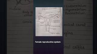 #Female reproductive system