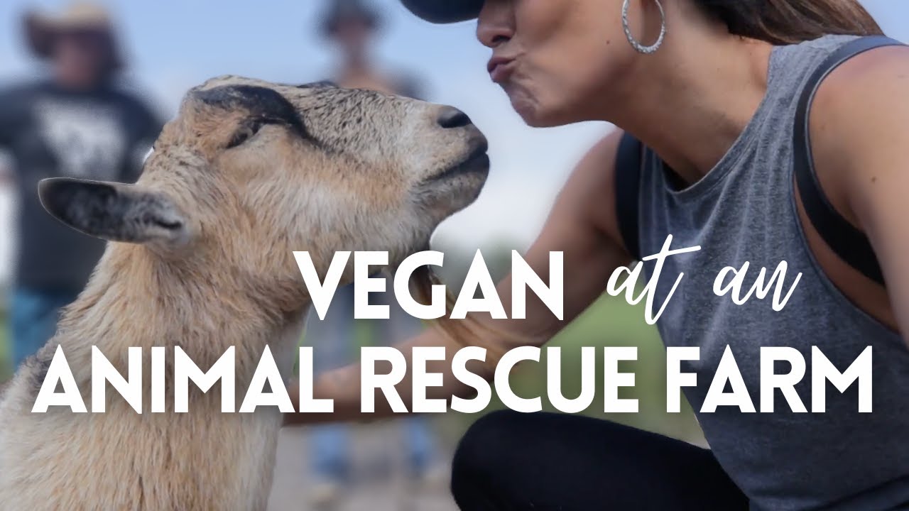 Visiting a Florida ANIMAL SANCTUARY - VLOG vegan rescue farm near Tampa
