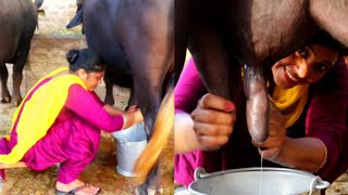 Buffalo Milking in village || Woman working Routine, Village Life of Punjab, Indian rural life