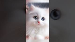 So Cute Turkish Angora Cat