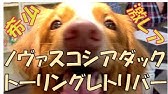 ご報告 家族増えまして多頭飼いデビュー 日本では超珍しいノヴァスコシア ダック トーリングレトリバーのピコです Life With Dog Youtube