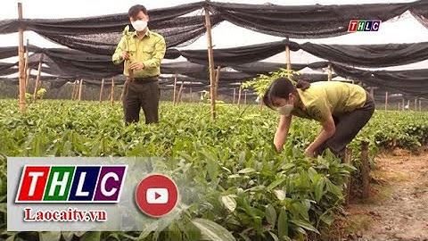 Đầu tư phát triển giống cây lâm nghiệp | THLC