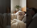 Жми лайк, подписывайся и смотри до конца!#cat #кот #животные #приколы #юмор #смешно #рекомендации