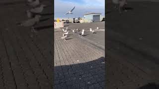 Måger Snaps Vs Vodka