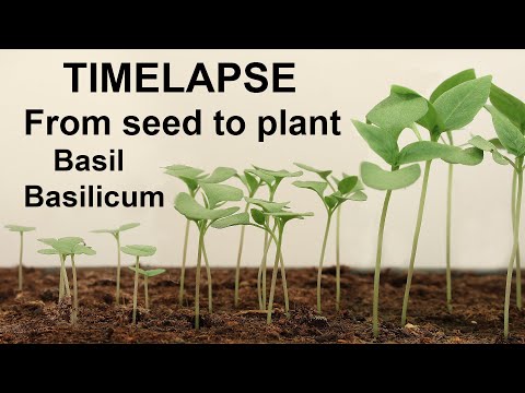 Video: Zoete Basilicum