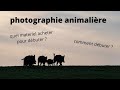 tuto A à Z n°3 bis, ou  comment débuter en photo animalière