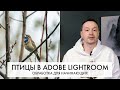 Обработка фотографий ПТИЦ в Adobe Lightroom с самого начала - пошагово | Внеочередной выпуск