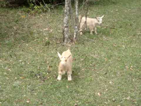 Cute! Nigerian Dwarf goat kids jump run & play!