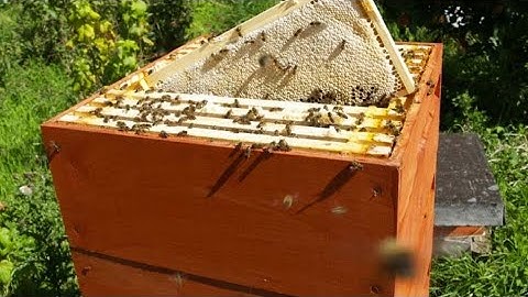 The story of the Rose Hive by Matt Broughton