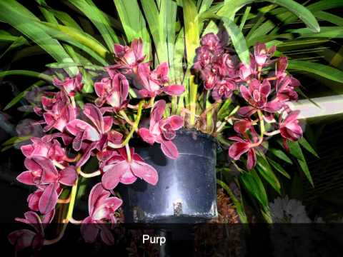 Cymbidium Orchid - YouTube Cymbidium Orchid - YouTube