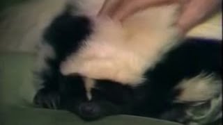 Celebrity Siskel & Ebert with Aroma the Educated Skunk (1985) Net Worth