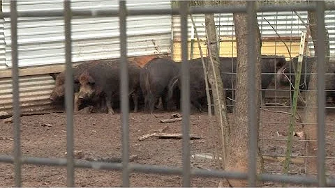 Rounding up feral hogs in Texas that cause millions in damage