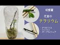 1月28日　胡蝶蘭【花茎のテラリウム】　②前回から３週間経過　真冬なので低温ですが3本とも少しずつ成長　水苔も元気に育ってます(笑)   ・アマビリス　・リンリン　・パープルリップ