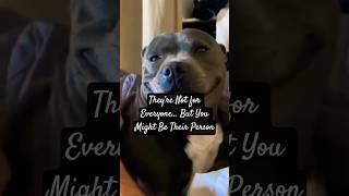 Before You Get A Staffy Watch This Youll Thank Me Later