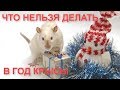 Что нельзя делать в високосный год белой крысы? Новый год 2020