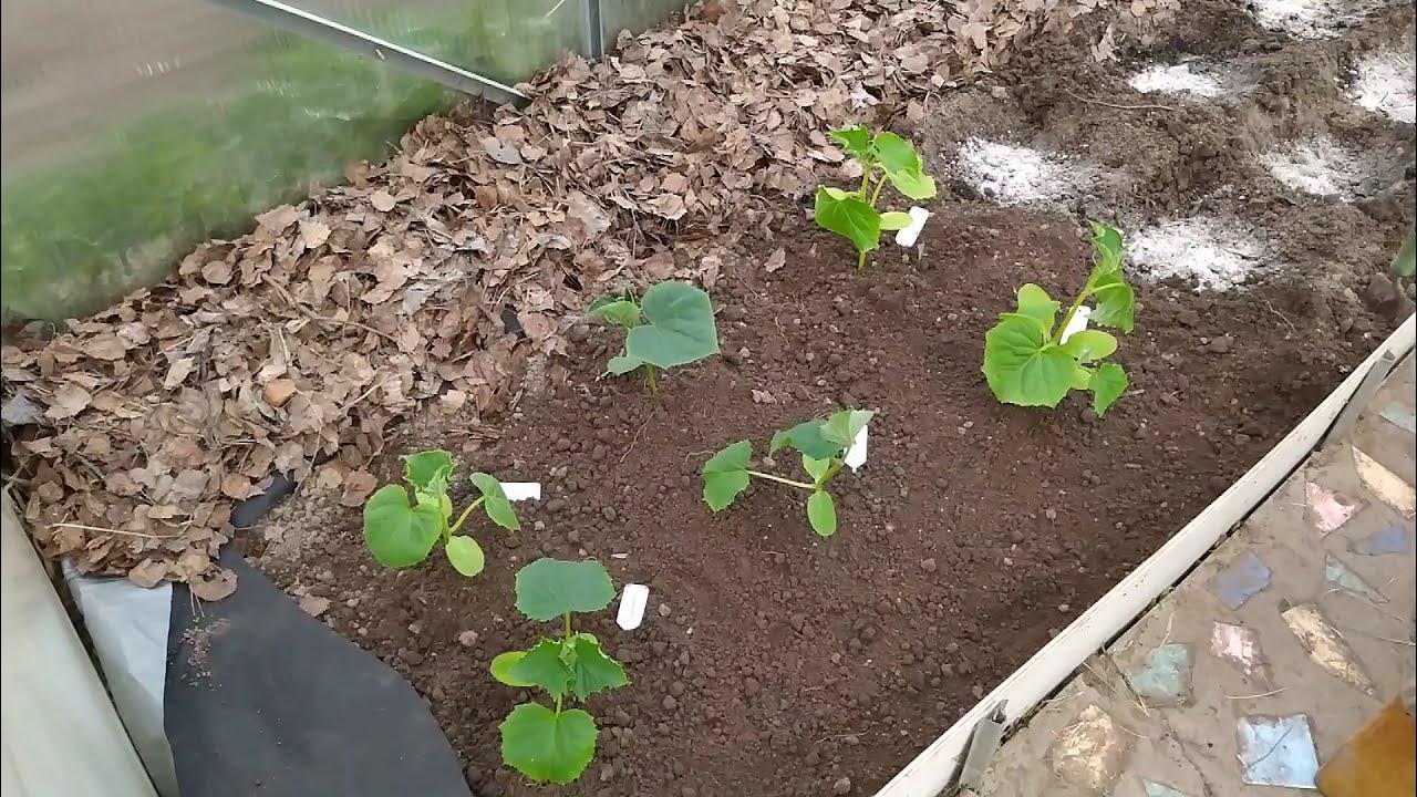 Сажать семена огурцов в грунт. Когда сажать огурцы грунт. Высадка огурцов в открытый грунт. Когда сажать огурцы грунт. Сроки высадки огурцов на рассаду.