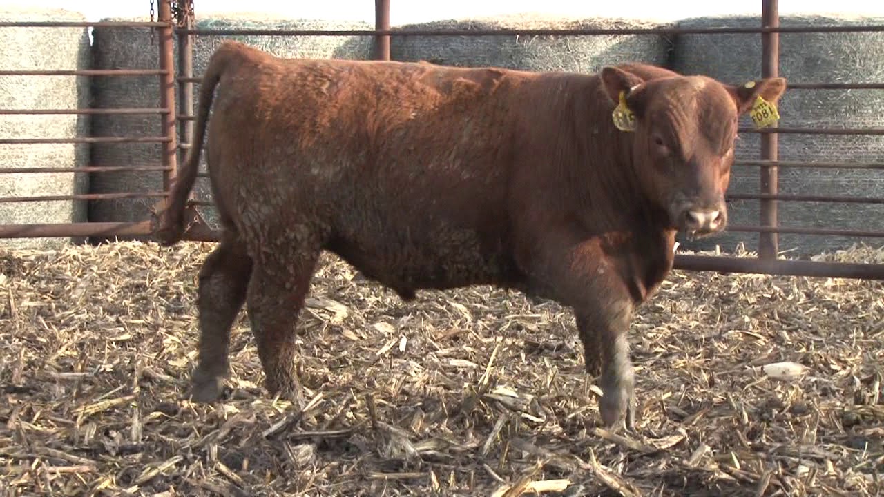 Lot 145, Beckton's 74th Anniversary Sale, April 9th, 2019