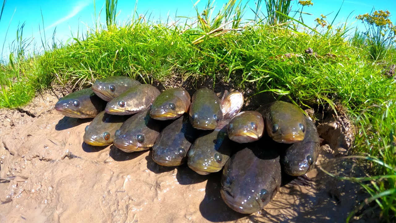 top awesome fishing! catch a lot of fish under straw at rice field by best hand a smart fisherman