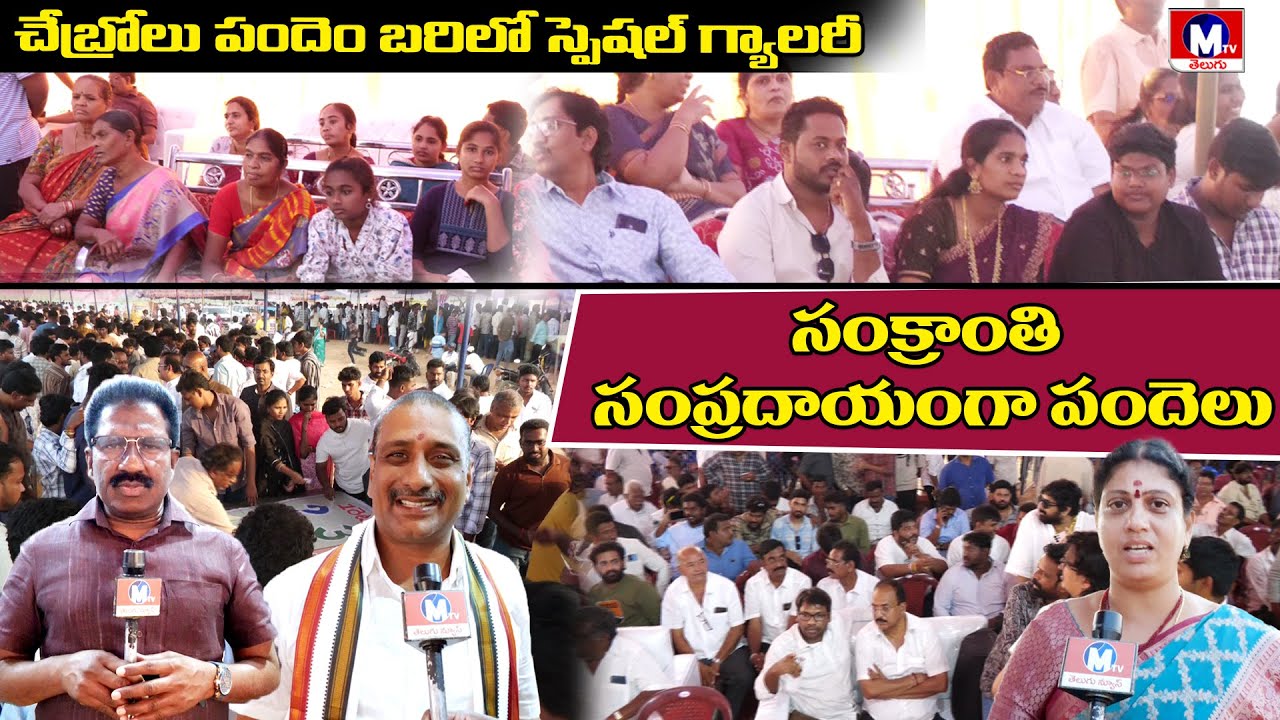 పందెలు ప్రేక్షకుడుగా ఎమ్మెల్యే || M TV TELUGU || 